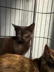 Shelter Stray Female Cat last seen , 22415 Groesbeck Hwy, Warren, MI 48089, USA