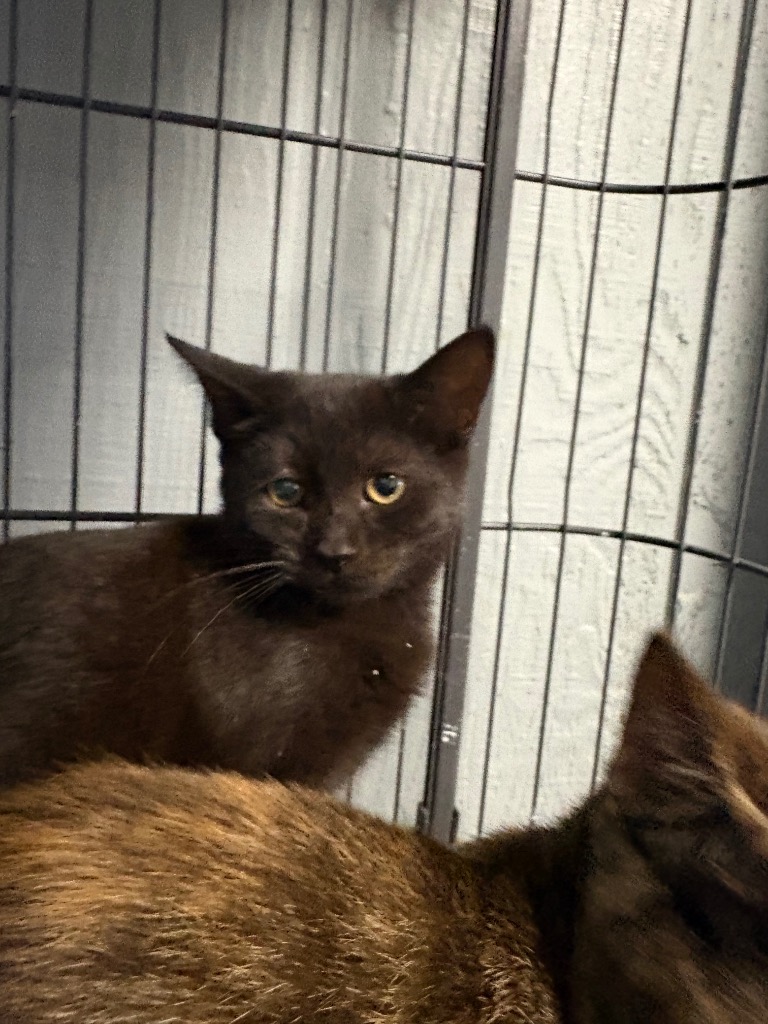 Shelter Stray Female Cat last seen , 22415 Groesbeck Hwy, Warren, MI 48089, USA