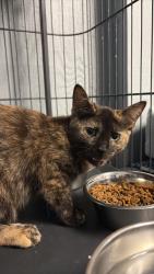 Shelter Stray Female Cat last seen , 22415 Groesbeck Hwy, Warren, MI 48089, USA