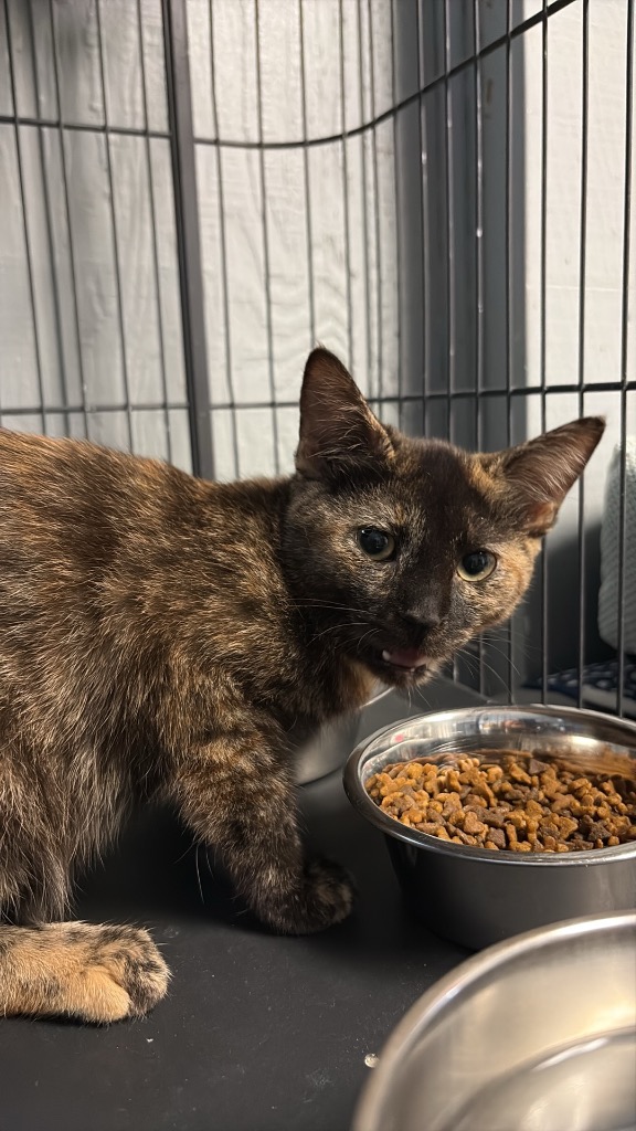 Shelter Stray Female Cat last seen , 22415 Groesbeck Hwy, Warren, MI 48089, USA