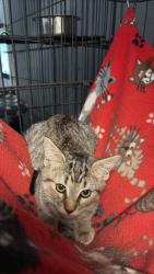 Shelter Stray Female Cat last seen , 22415 Groesbeck Hwy, Warren, MI 48089, USA