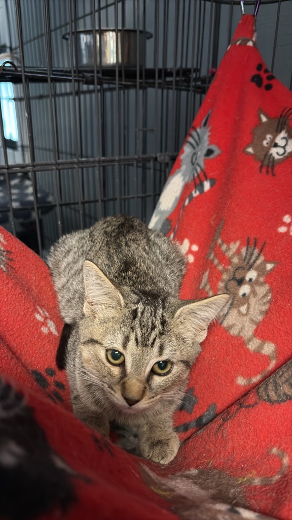 Shelter Stray Female Cat last seen , 22415 Groesbeck Hwy, Warren, MI 48089, USA