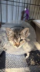 Shelter Stray Female Cat last seen , 22415 Groesbeck Hwy, Warren, MI 48089, USA