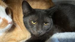 Shelter Stray Male Cat last seen , 22415 Groesbeck Hwy, Warren, MI 48089, USA