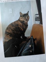 Lost Female Cat last seen Colfax and Fenton, Lakewood, CO 80214