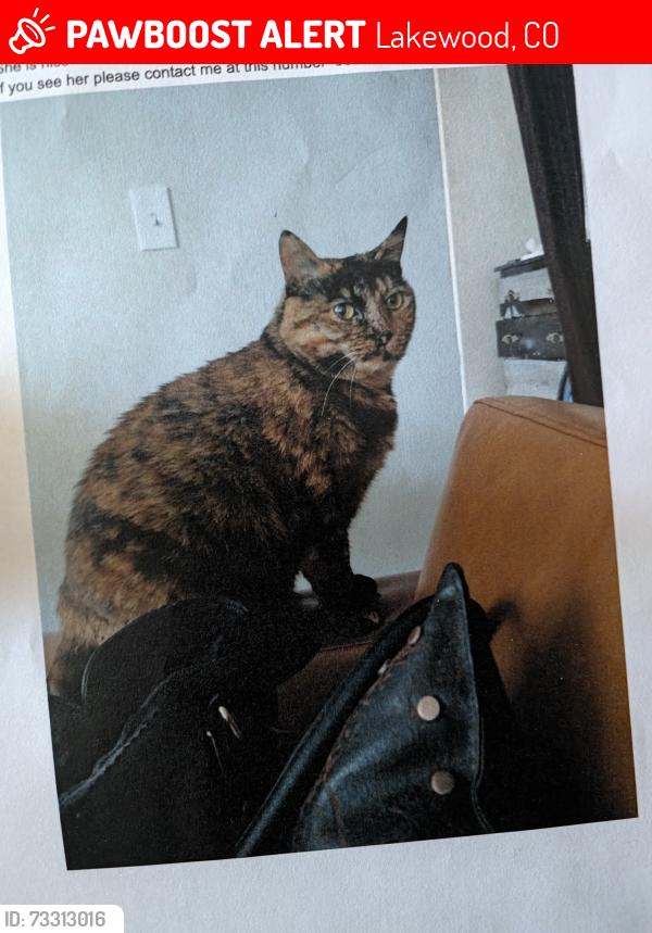 Lost Female Cat last seen Colfax and Fenton, Lakewood, CO 80214