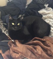 Reunited Female Cat last seen Near Lilly Ave, Gilroy, CA 95020, USA, Gilroy, CA 95020