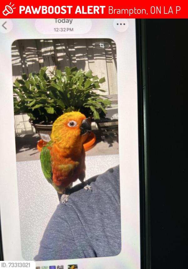 Lost Unknown Bird last seen Brisdale and Ramsey lane, Brampton, ON L7A 3P5