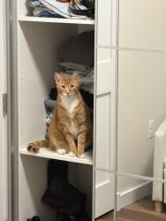 Found/Stray Male Cat last seen Mercier Ave, Dorchester, MA, Boston, MA 02124