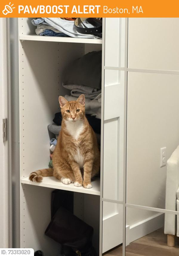 Found/Stray Male Cat last seen Mercier Ave, Dorchester, MA, Boston, MA 02124