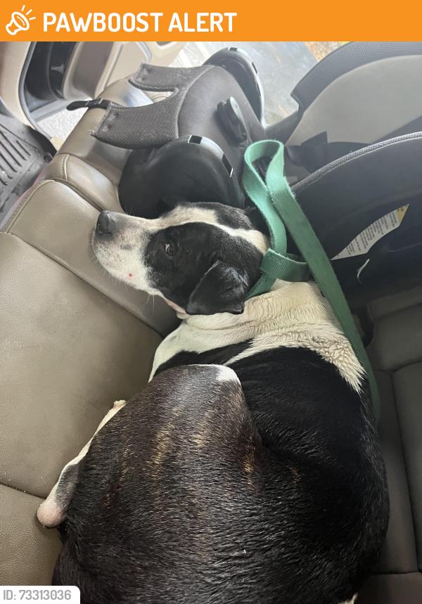 Found/Stray Female Dog last seen Near arrowhead drive, Royal Palm Beach, FL 33411