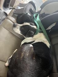 Found/Stray Female Dog last seen Near arrowhead drive, Royal Palm Beach, FL 33411