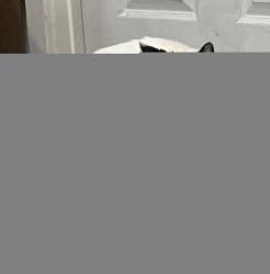 Reunited Male Cat last seen E 2nd st. & S Vine st., Port Angeles, WA 98362