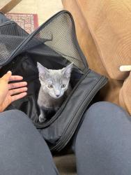 Found/Stray Male Cat last seen Lomond, Shaker Heights, OH 44122