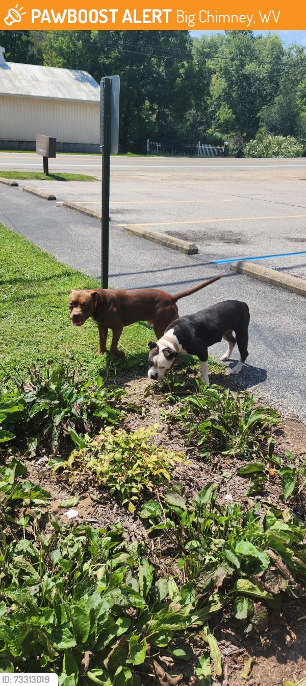 Found/Stray Female Dog last seen United Bank, Big Chimney, WV 25311