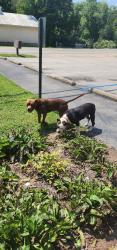 Found/Stray Female Dog last seen United Bank, Big Chimney, WV 25311