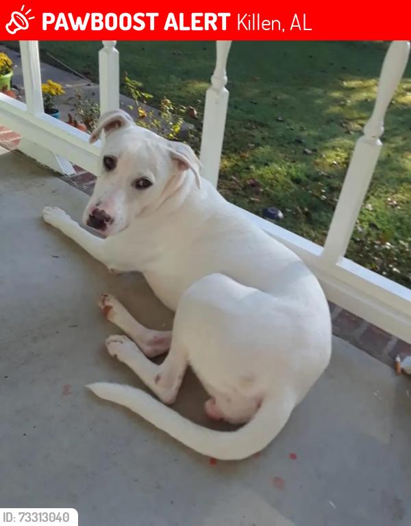 Lost Female Dog last seen Highway 64, Killen, AL 35645