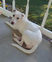 Lost Female Dog last seen Highway 64, Killen, AL 35645