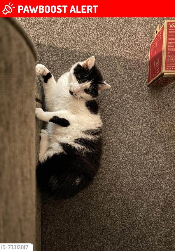 Lost Male Cat last seen Campion Road, Royal Leamington Spa, England 