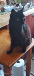 Reunited Female Cat last seen Garfield ST between US1 and 19 ave., Hollywood, FL 33020