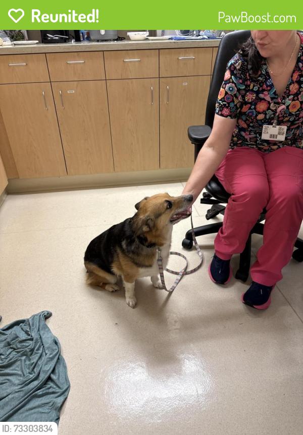 Reunited Female Dog last seen Kaiser Permanente Steele st building, Tacoma, WA 984441858