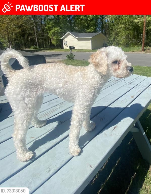Lost Female Dog last seen Mullinax Cir and Mosley Rd, Cherokee County, SC 29702