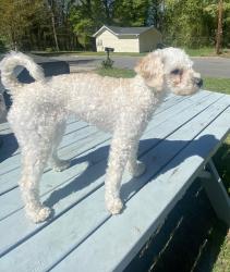 Lost Female Dog last seen Mullinax Cir and Mosley Rd, Cherokee County, SC 29702