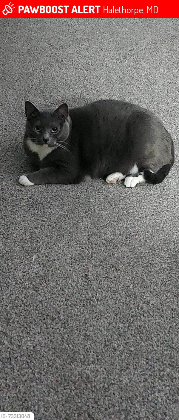 Lost Female Cat last seen lansdowne rd, Halethorpe, MD 21227