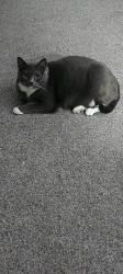 Lost Female Cat last seen lansdowne rd, Halethorpe, MD 21227