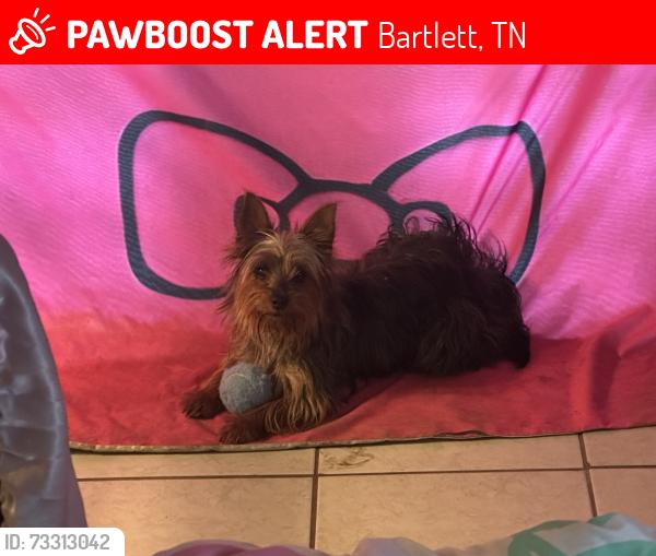 Lost Female Dog last seen Two hses a lot of cars in the yard, Bartlett, TN 38135