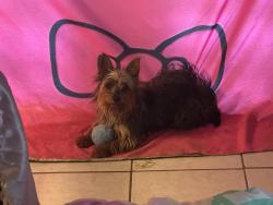 Lost Female Dog last seen Two hses a lot of cars in the yard, Bartlett, TN 38135