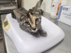 Shelter Stray Female Cat last seen SAWMILL RD S SAINT FRANCIS DR SANTA FE NM 87505, 100 Caja Del Rio Rd, Santa Fe, NM 87507, USA