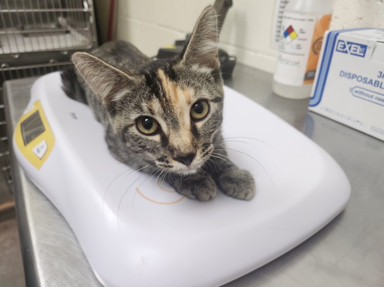 Shelter Stray Female Cat last seen SAWMILL RD S SAINT FRANCIS DR SANTA FE NM 87505, 100 Caja Del Rio Rd, Santa Fe, NM 87507, USA