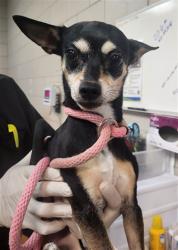 Shelter Stray Female Dog last seen Near BLOCK LUCIA LN SANTA FE NM 87507, 100 Caja Del Rio Rd, Santa Fe, NM 87507, USA