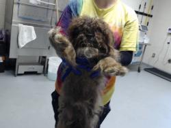 Shelter Stray Male Dog last seen Near SOMMER DR, HOPE MILLS NC 28348, 4704 Corporation Dr, Fayetteville, NC 28306, USA