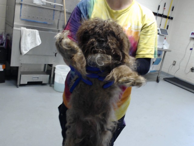 Shelter Stray Male Dog last seen Near SOMMER DR, HOPE MILLS NC 28348, 4704 Corporation Dr, Fayetteville, NC 28306, USA