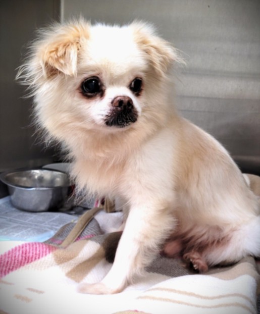 Shelter Stray Male Dog last seen , 1850 W 60th St, Los Angeles, CA 90047, USA