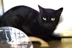 Shelter Stray Male Cat last seen , 1850 W 60th St, Los Angeles, CA 90047, USA
