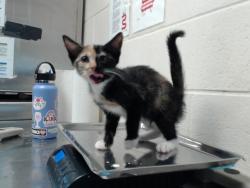 Shelter Stray Female Cat last seen Near BLOCK RAEFORD RD, FAYETTEVILLE NC 28305, 4704 Corporation Dr, Fayetteville, NC 28306, USA