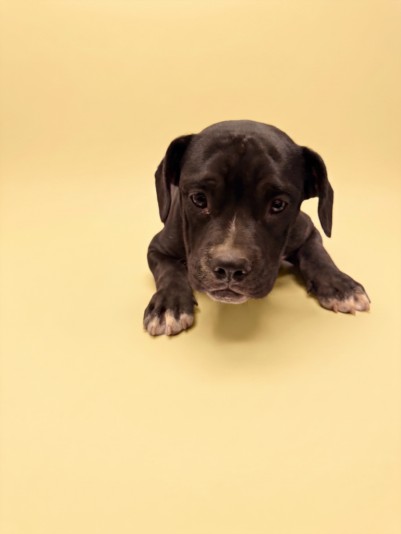 Shelter Stray Male Dog last seen , 1850 W 60th St, Los Angeles, CA 90047, USA