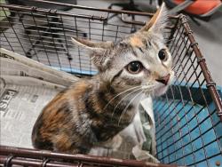 Shelter Stray Female Cat last seen , 3201 Lacy St, Los Angeles, CA 90031, USA