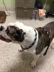 Shelter Stray Male Dog last seen Near BLOCK E PARKSIDE DR N, 12155 Park Blvd, Brighton, CO 80601, USA