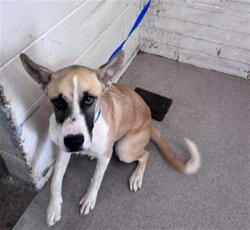 Shelter Stray Female Dog last seen Near BLOCK N SYCAMORE AVE., 333 Chandler Pl, San Bernardino, CA 92408, USA