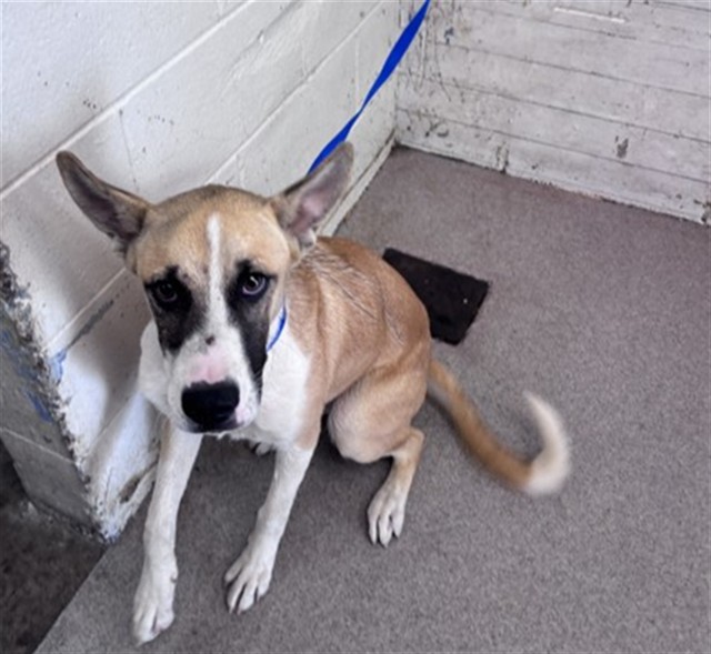 Shelter Stray Female Dog last seen Near BLOCK N SYCAMORE AVE., 333 Chandler Pl, San Bernardino, CA 92408, USA