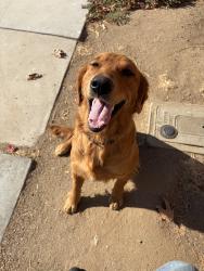 Found/Stray Female Dog last seen Nuevo, Perris, CA 92570