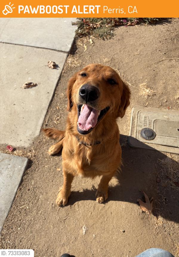 Found/Stray Female Dog last seen Nuevo, Perris, CA 92570