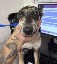 Shelter Stray Male Dog last seen ORANGE SHOW AND E ST, 333 Chandler Pl, San Bernardino, CA 92408, USA