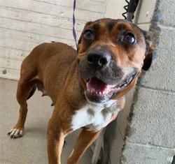 Shelter Stray Female Dog last seen DATE ST AND DEL ROSA, 333 Chandler Pl, San Bernardino, CA 92408, USA