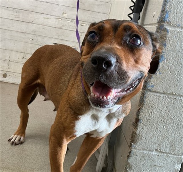 Shelter Stray Female Dog last seen DATE ST AND DEL ROSA, 333 Chandler Pl, San Bernardino, CA 92408, USA