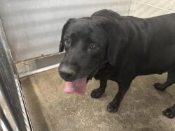 Shelter Stray Male Dog last seen Near BLOCK W KING ST, 333 Chandler Pl, San Bernardino, CA 92408, USA
